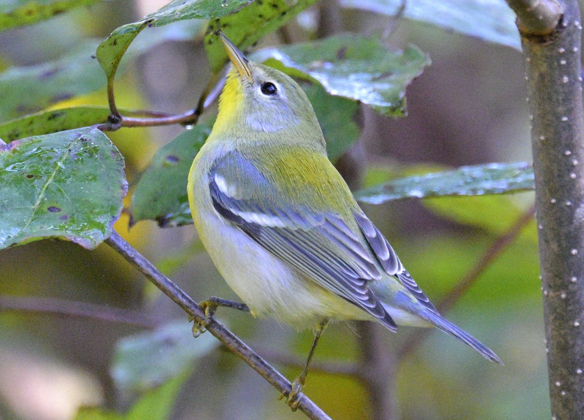 Northern Parula - ML642773893