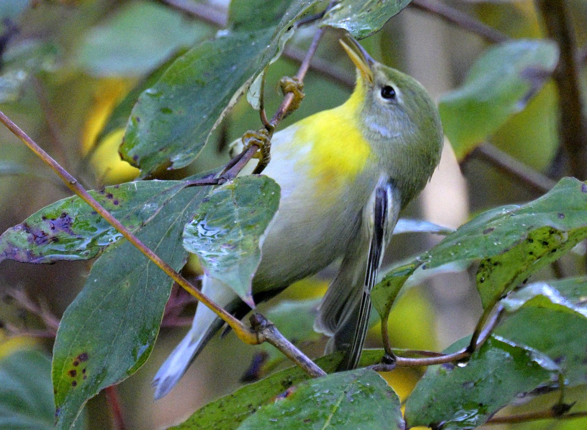 Northern Parula - ML642773894