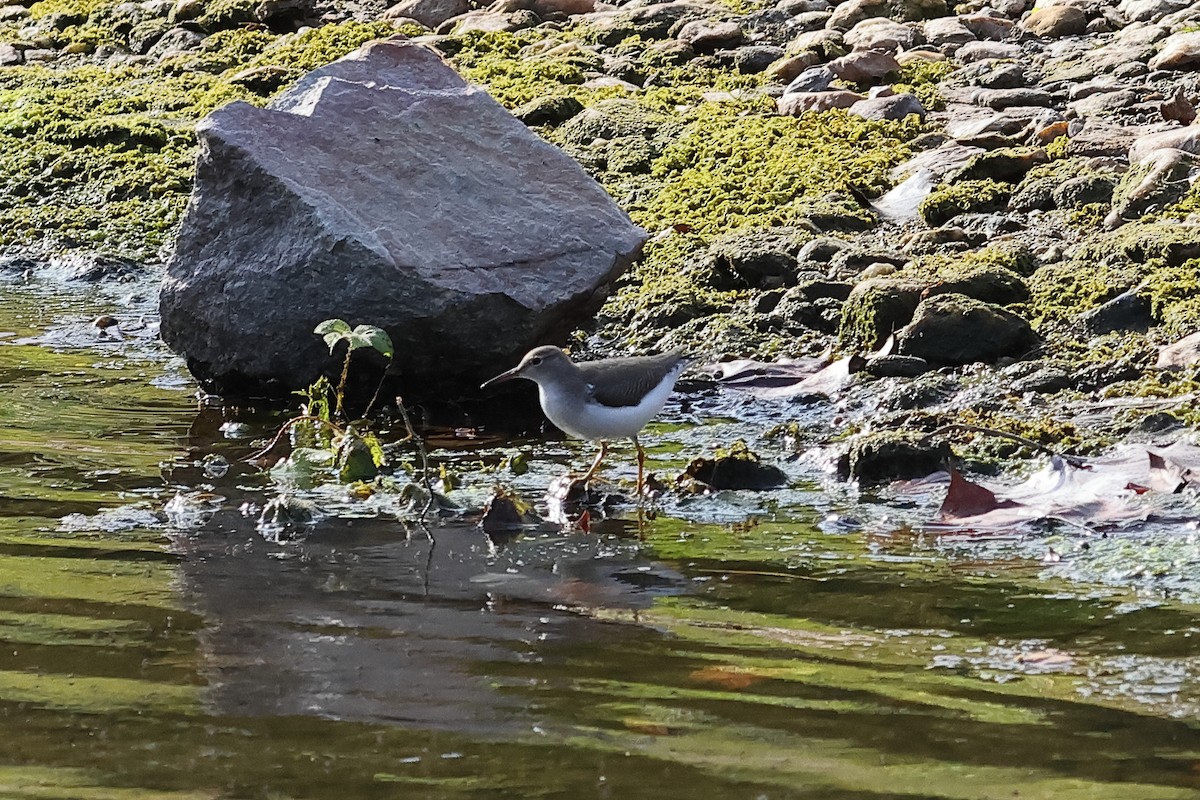 Spotted Sandpiper - ML642773895