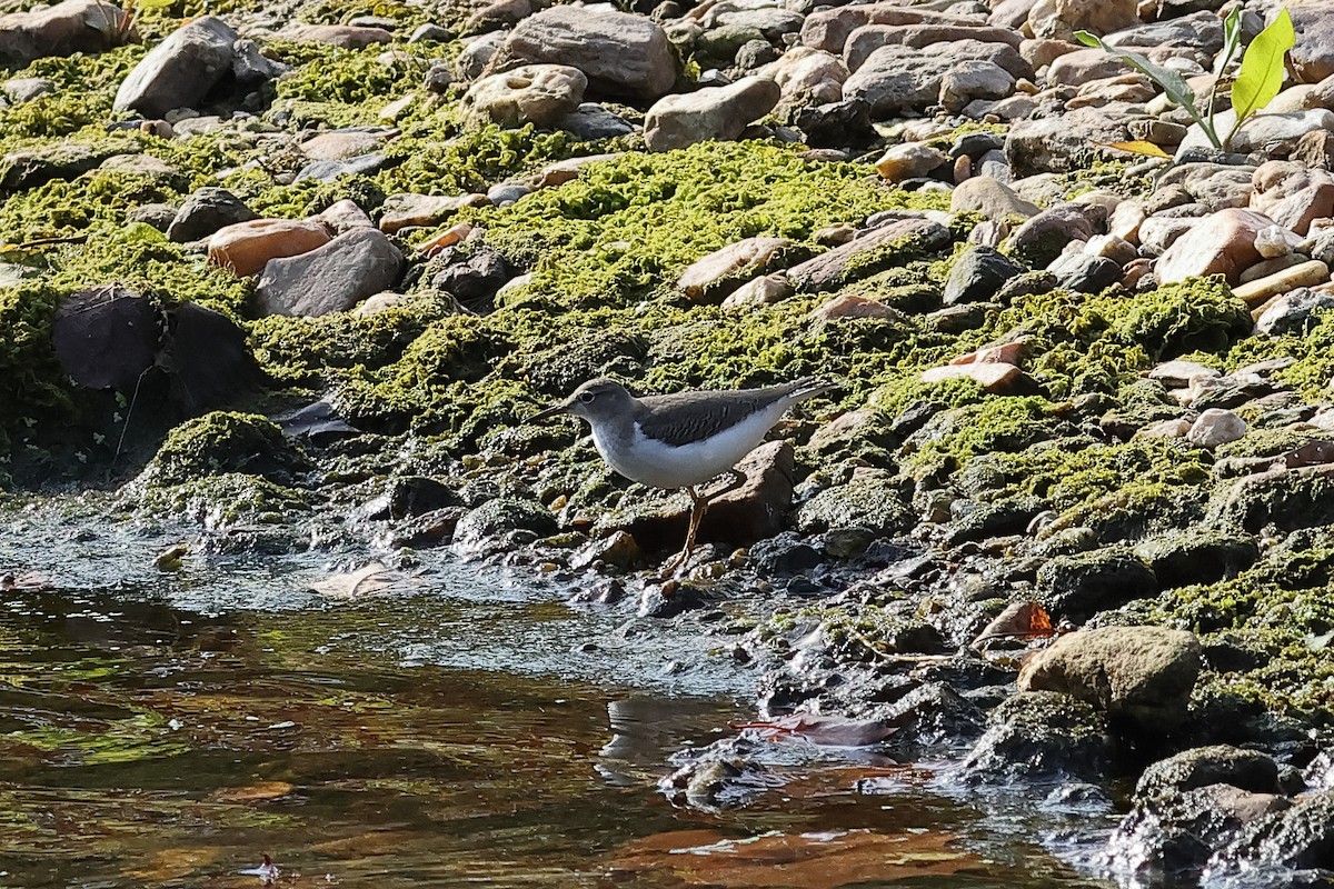 Spotted Sandpiper - ML642773896