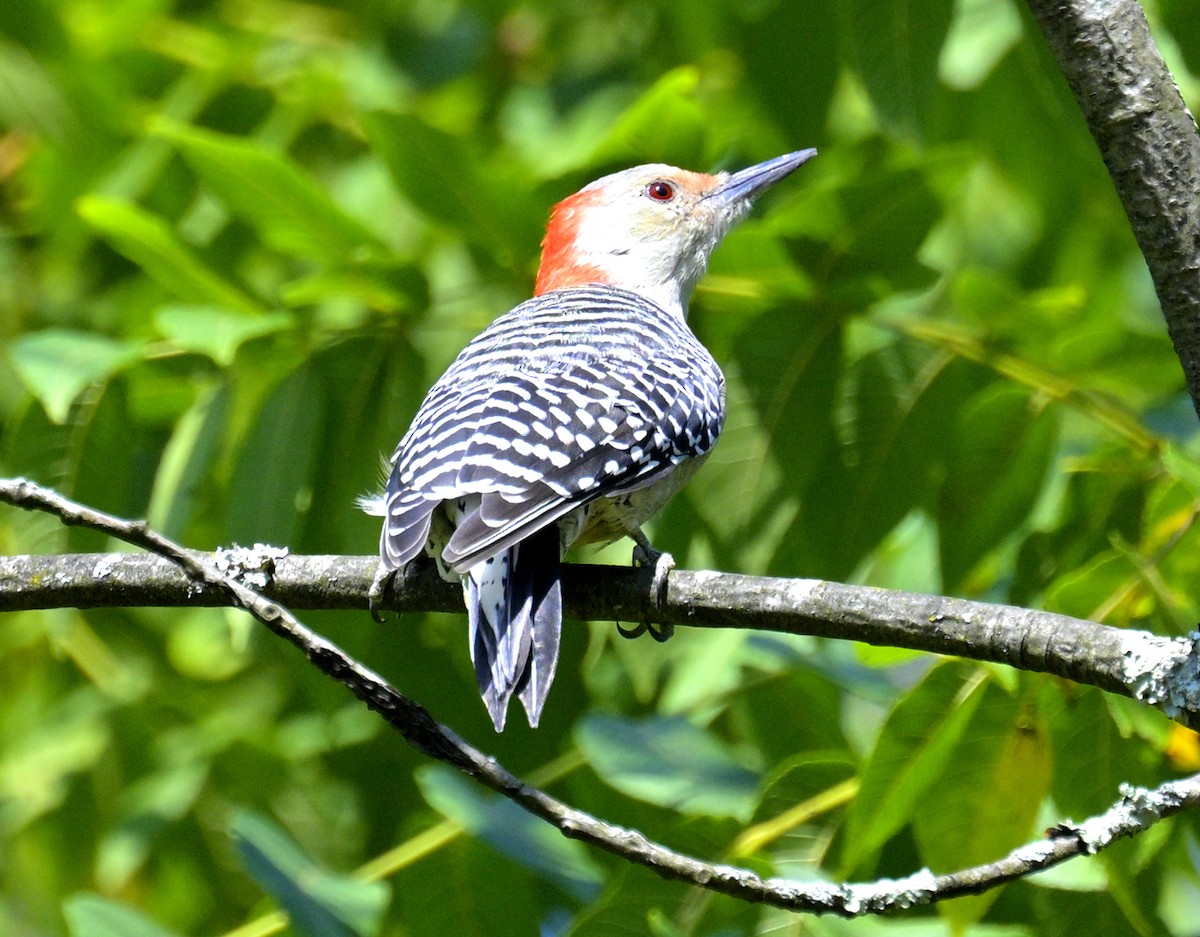 Red-bellied Woodpecker - ML642773911