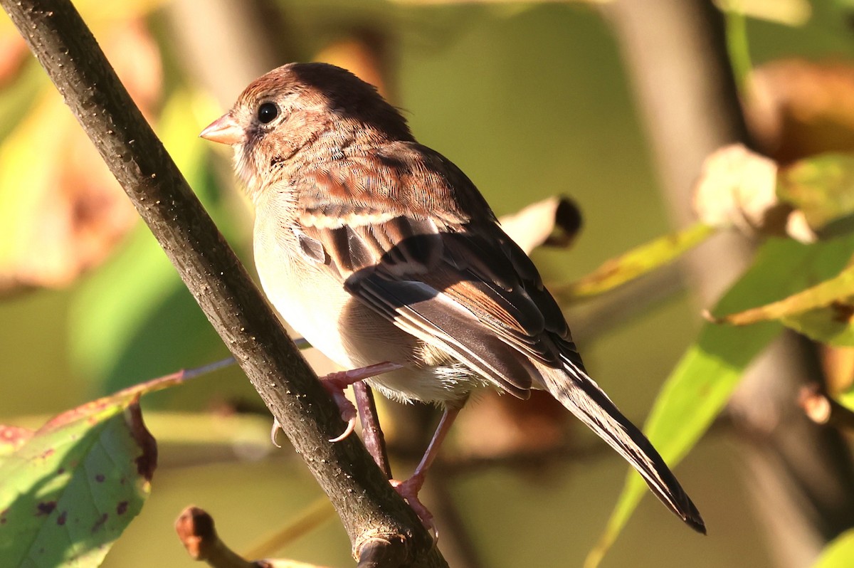 Field Sparrow - ML642773962