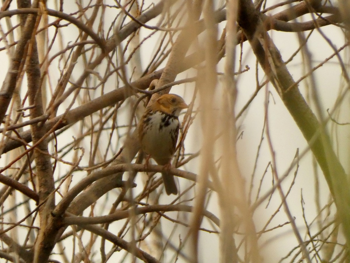 Harris's Sparrow - ML642773968