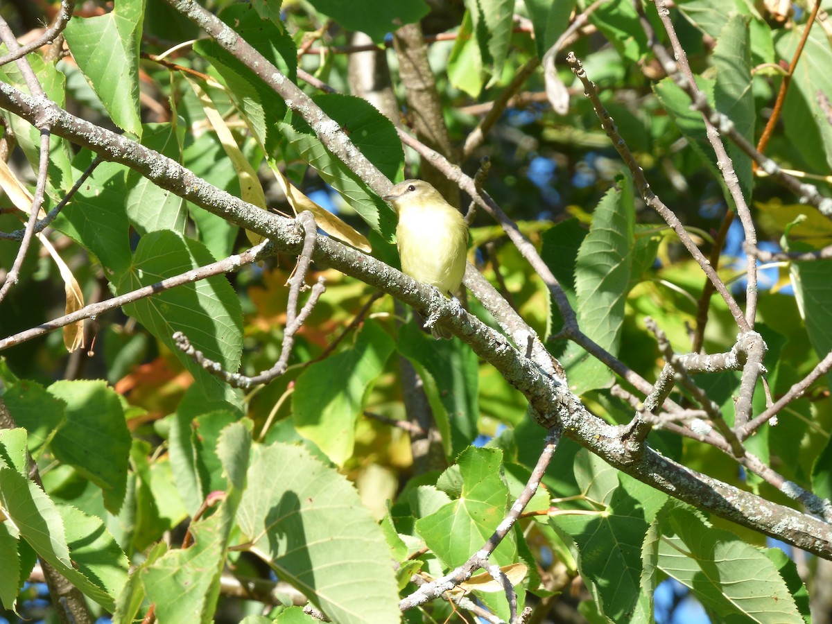 zelenáček kanadský - ML642773970