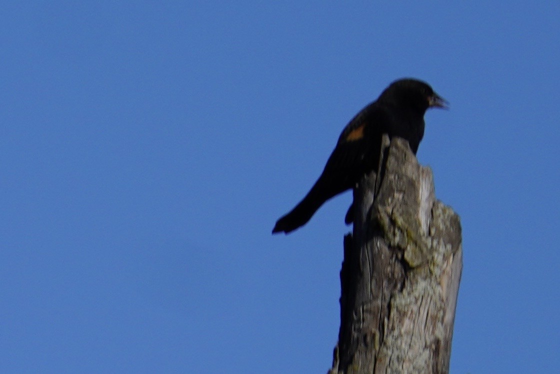 Red-winged Blackbird (Red-winged) - ML642773999