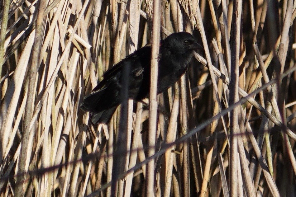 Red-winged Blackbird (Red-winged) - ML642774000
