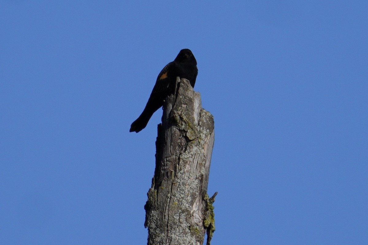 Red-winged Blackbird (Red-winged) - ML642774001