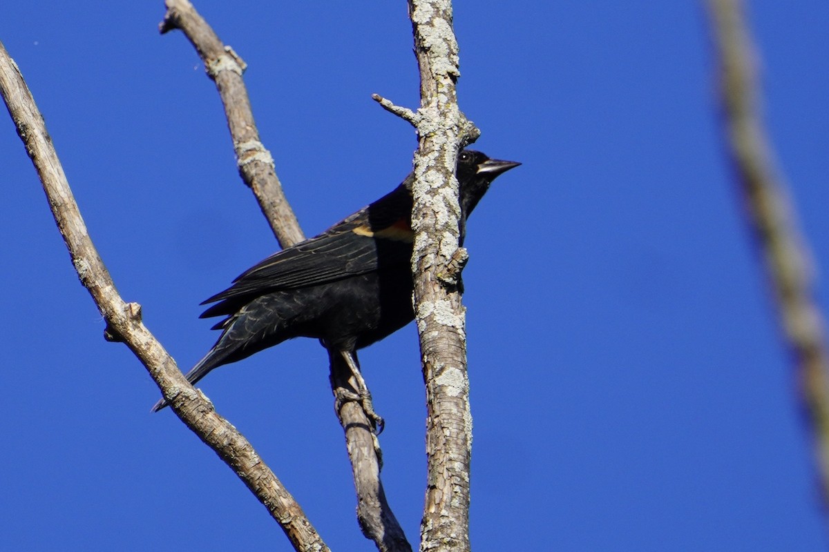 Red-winged Blackbird (Red-winged) - ML642774002