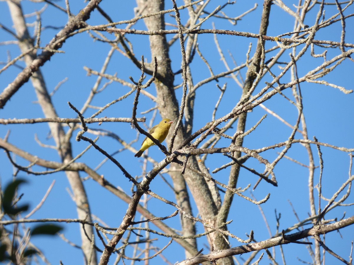 piranga šarlatová - ML642774030