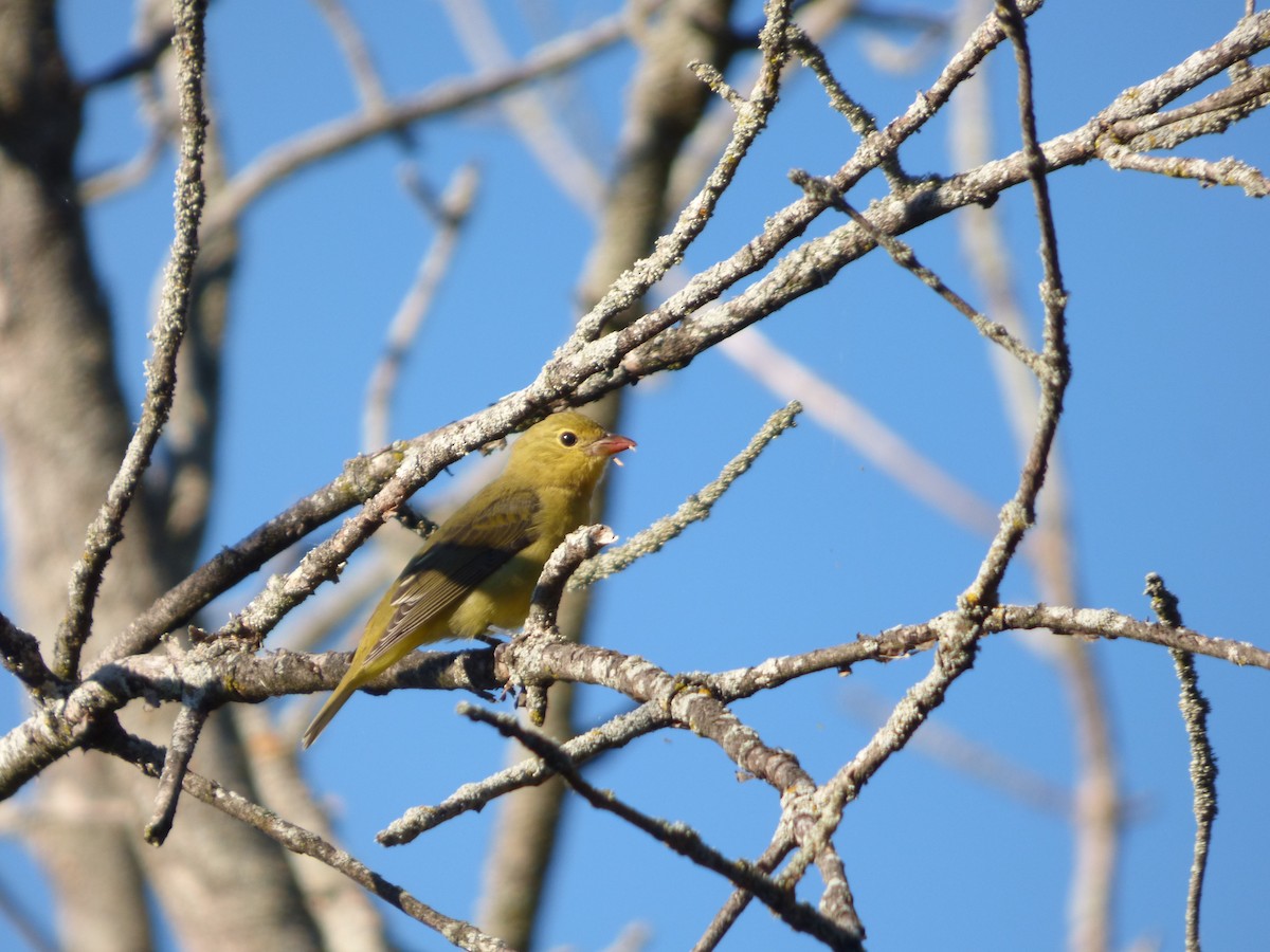 piranga šarlatová - ML642774031