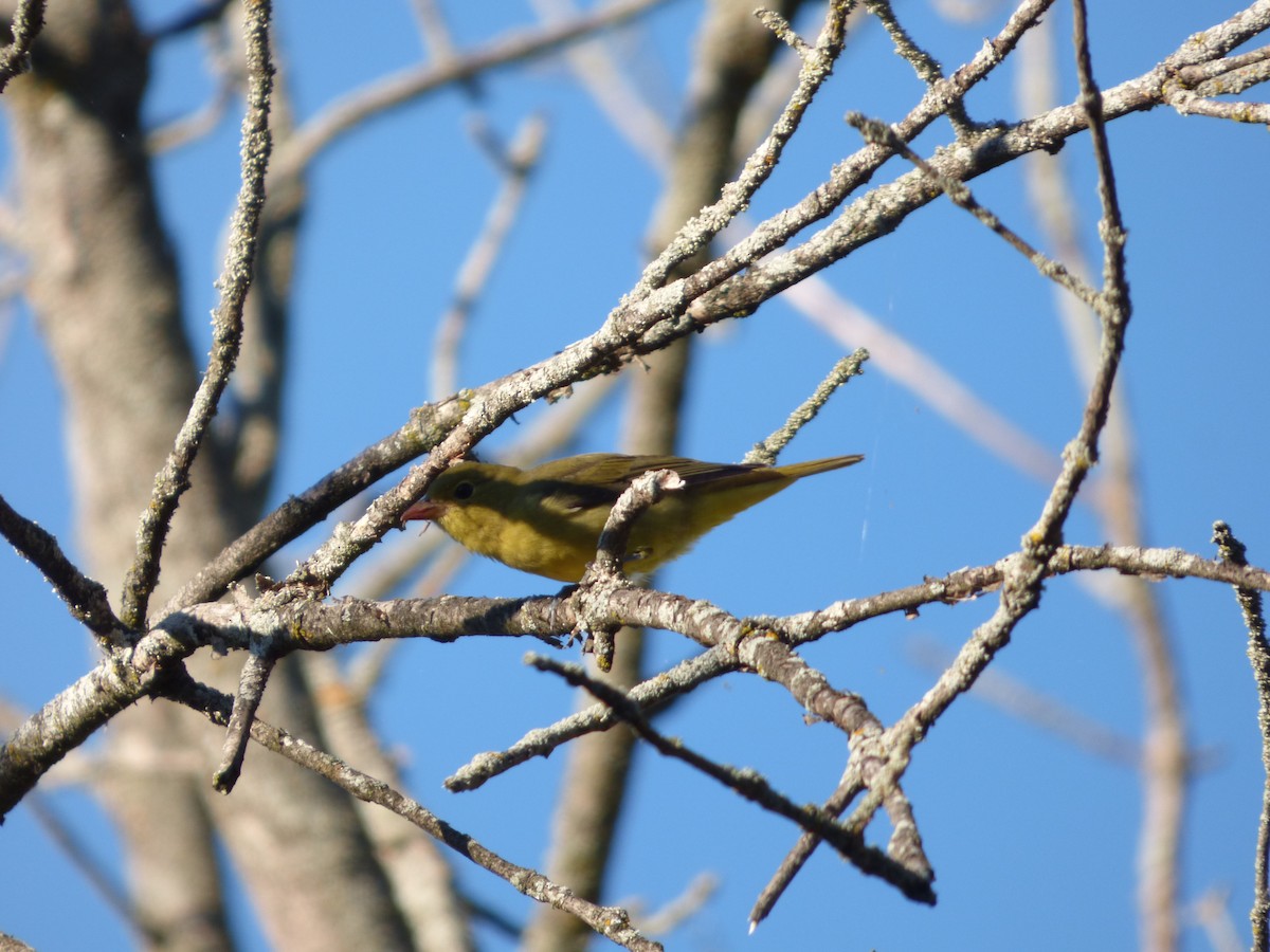 piranga šarlatová - ML642774032