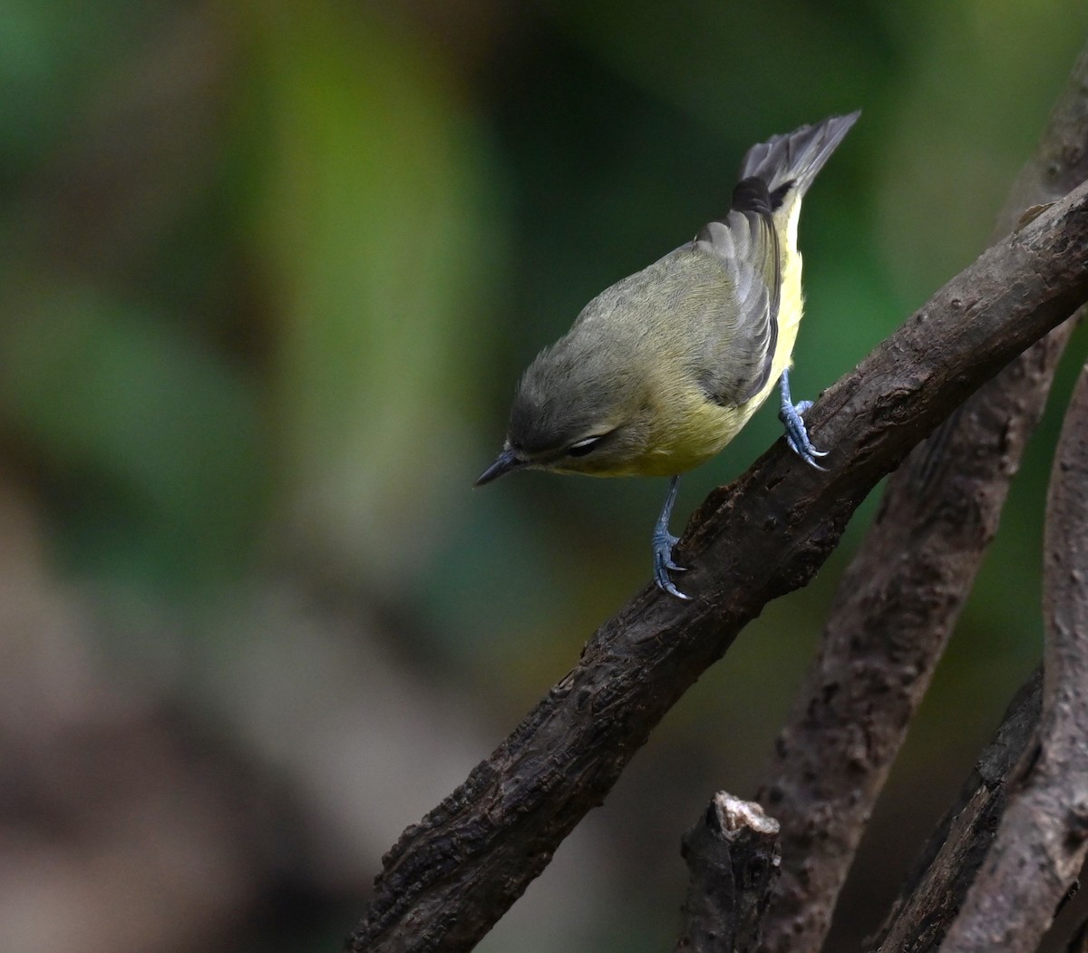 Philadelphia Vireo - ML642774038