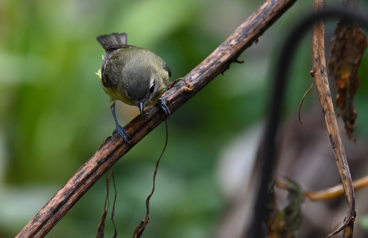 Philadelphia Vireo - ML642774043