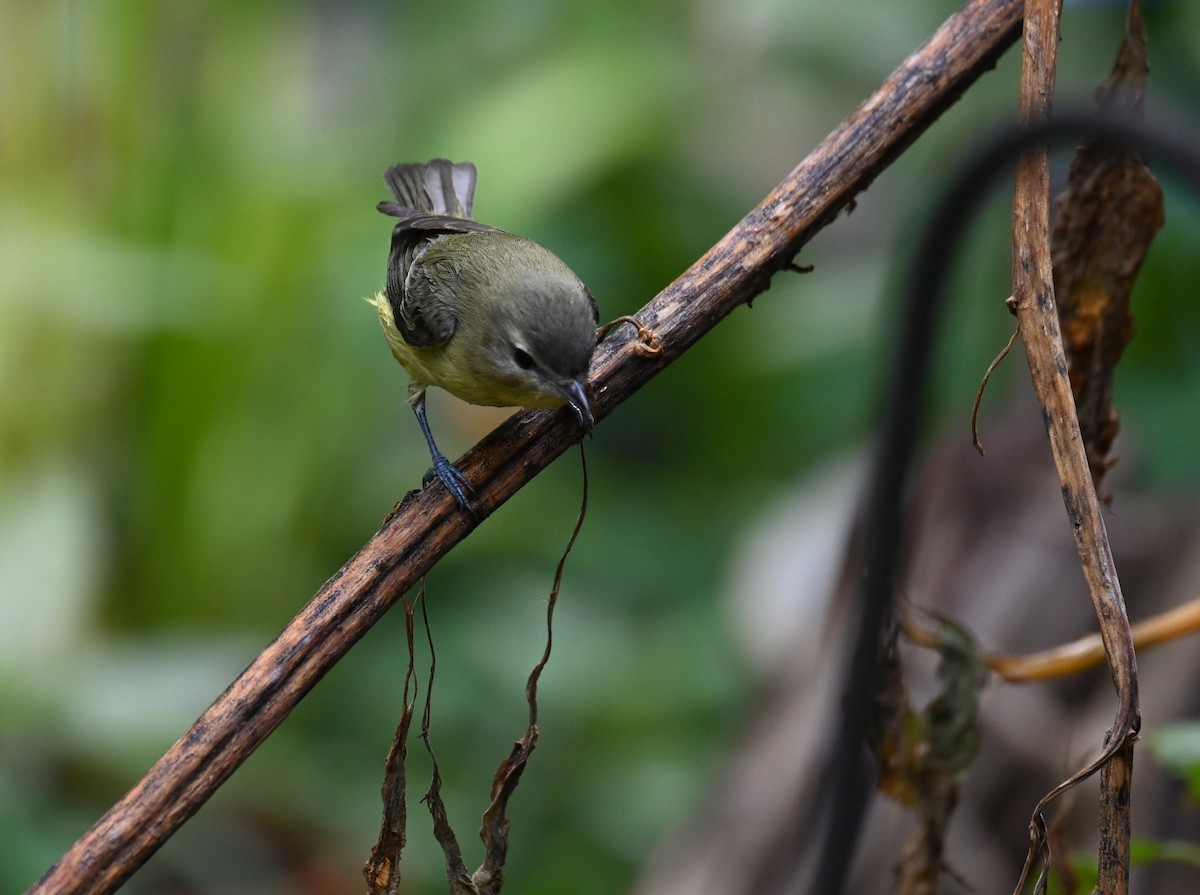 Philadelphia Vireo - ML642774044