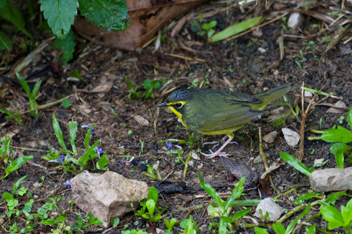Kentucky Warbler - ML642774047