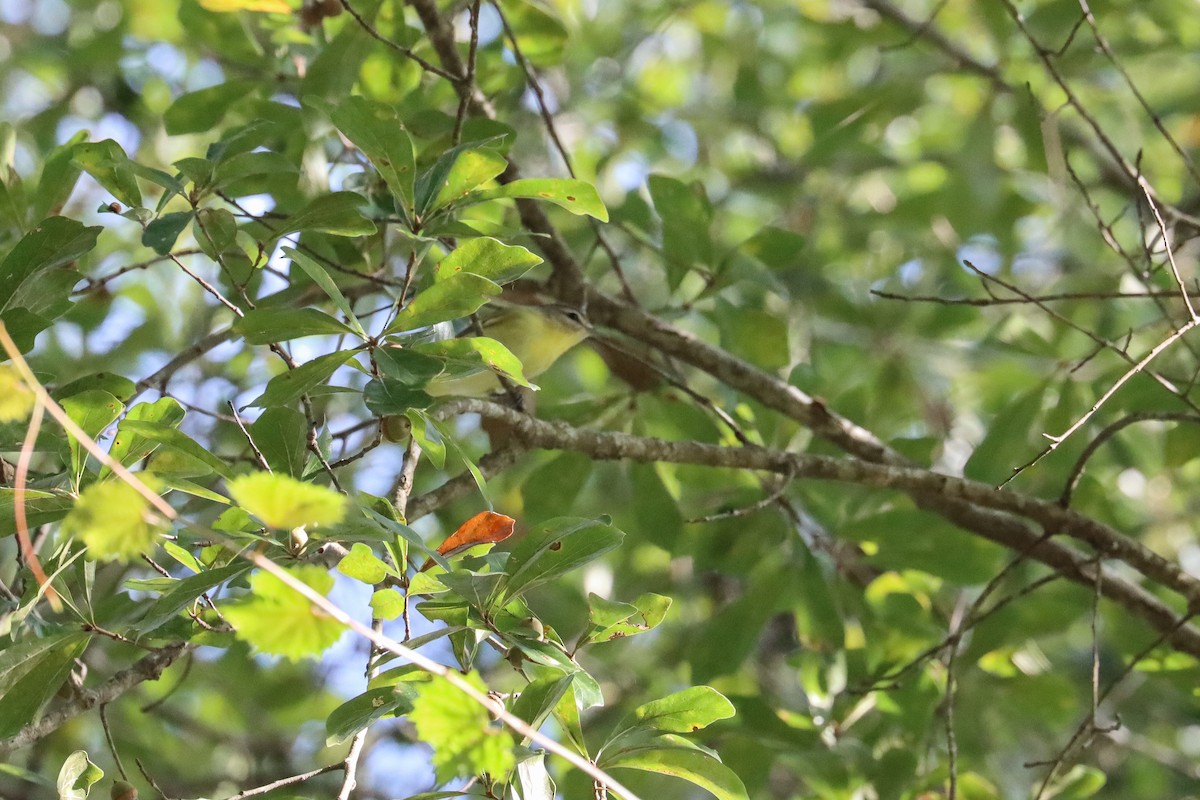 Philadelphia Vireo - ML642774083