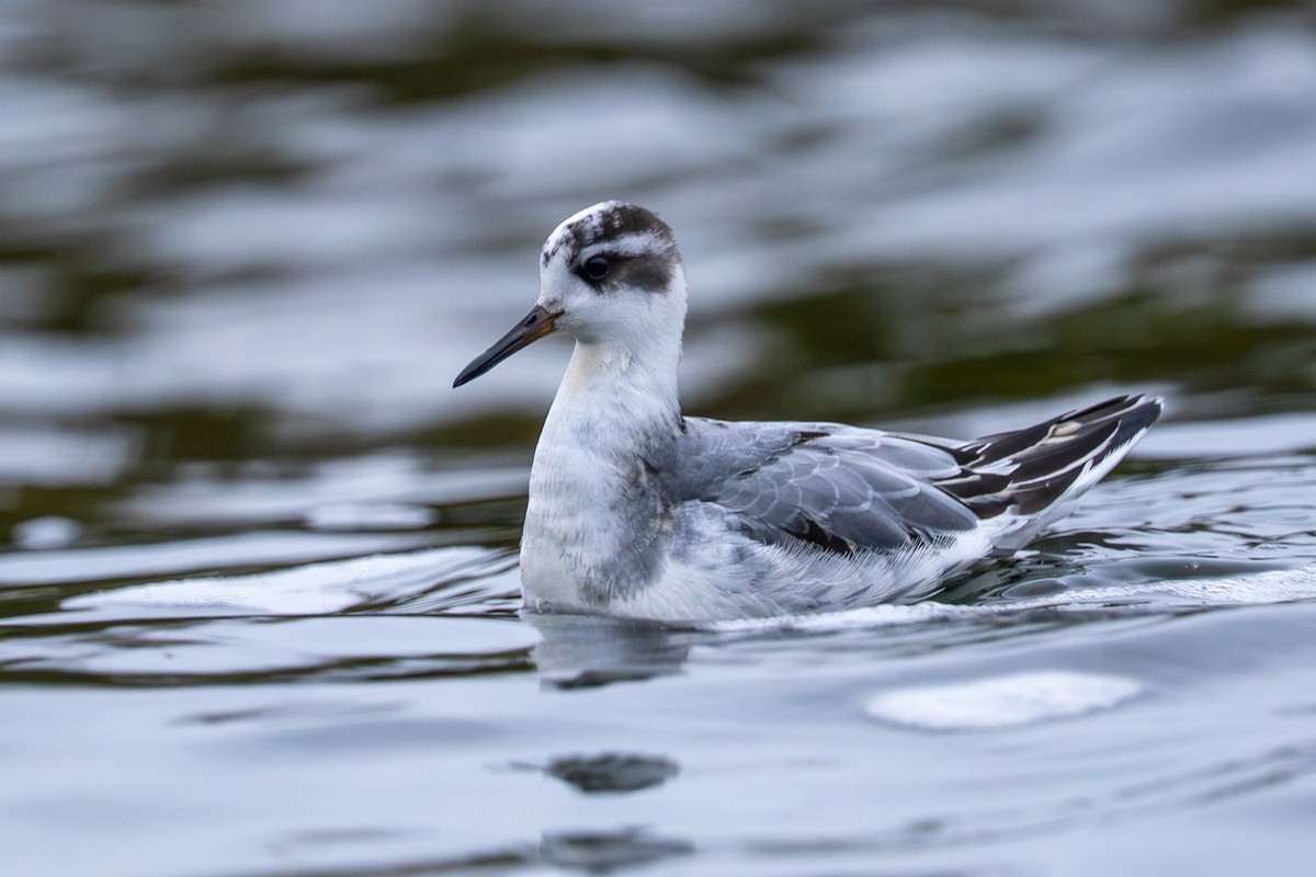 Red Phalarope - ML642774084