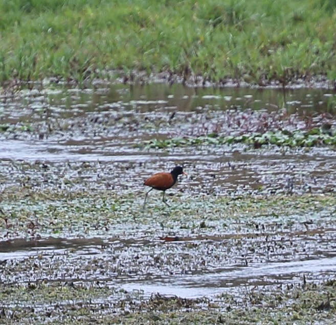 Wattled Jacana - ML642774089