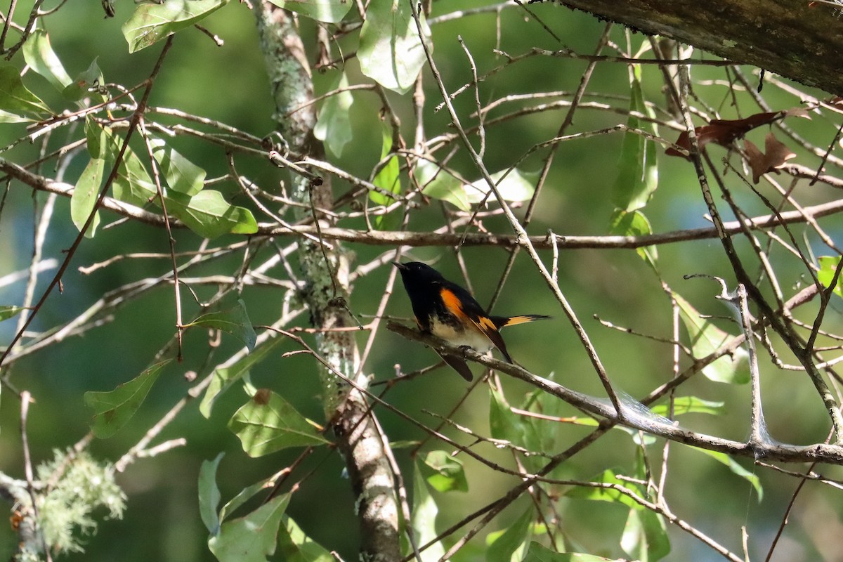 American Redstart - ML642774091