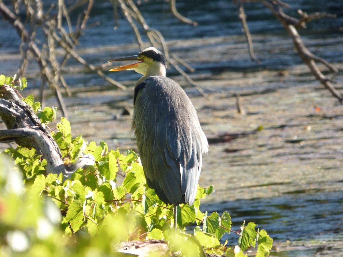 volavka velká - ML642774093