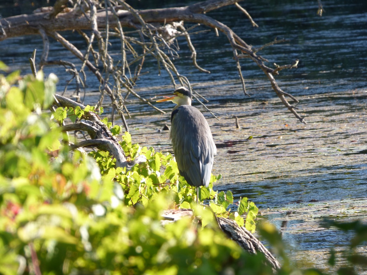 volavka velká - ML642774094