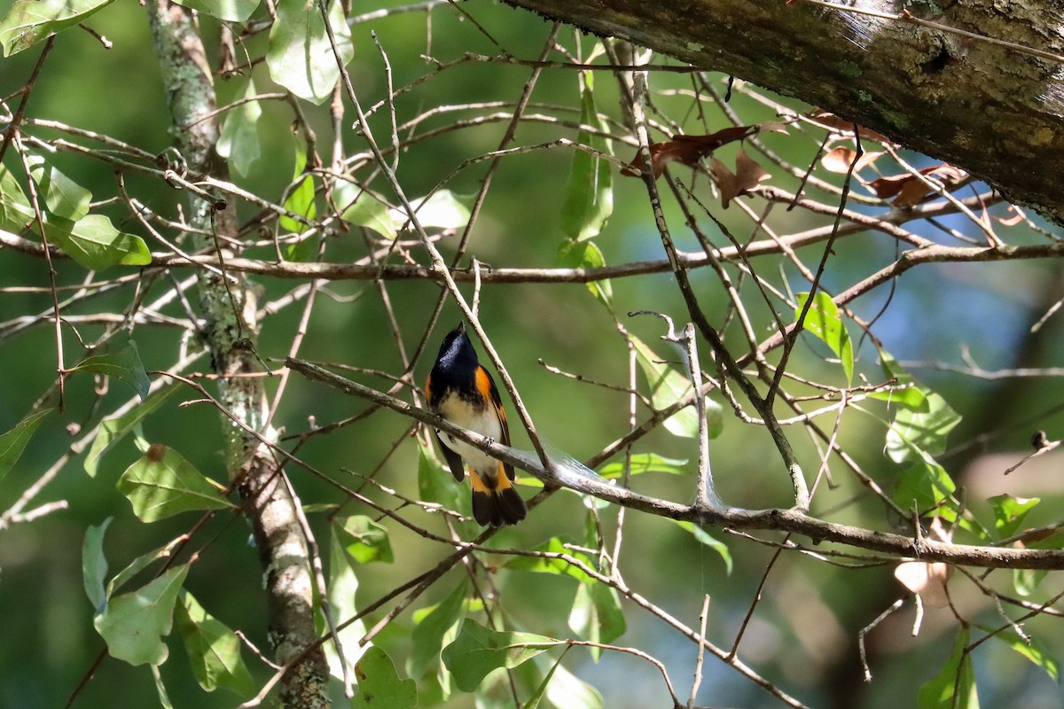 American Redstart - ML642774095