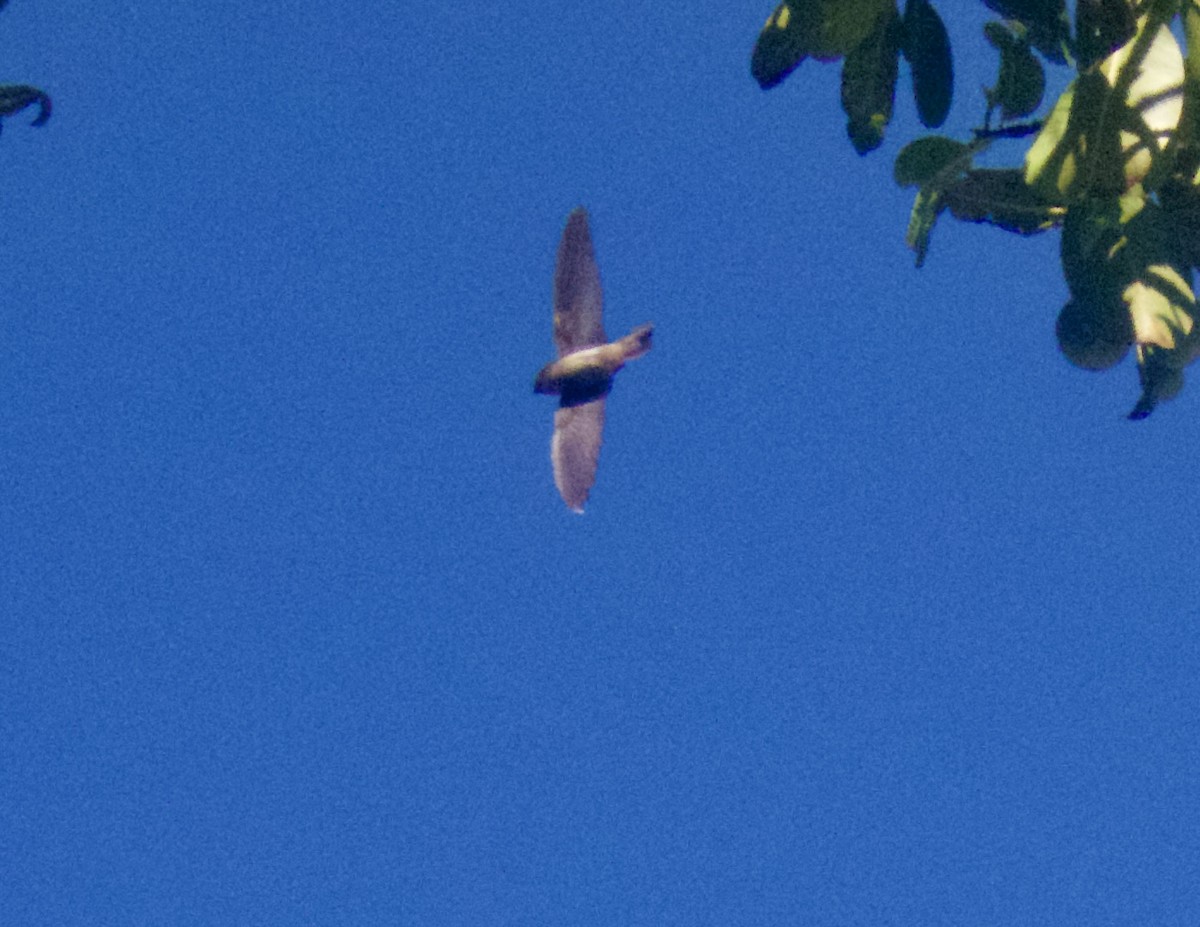White-rumped Swiftlet - ML642774108