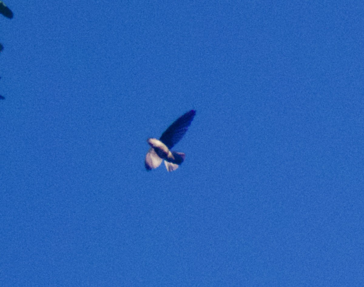 White-rumped Swiftlet - ML642774109