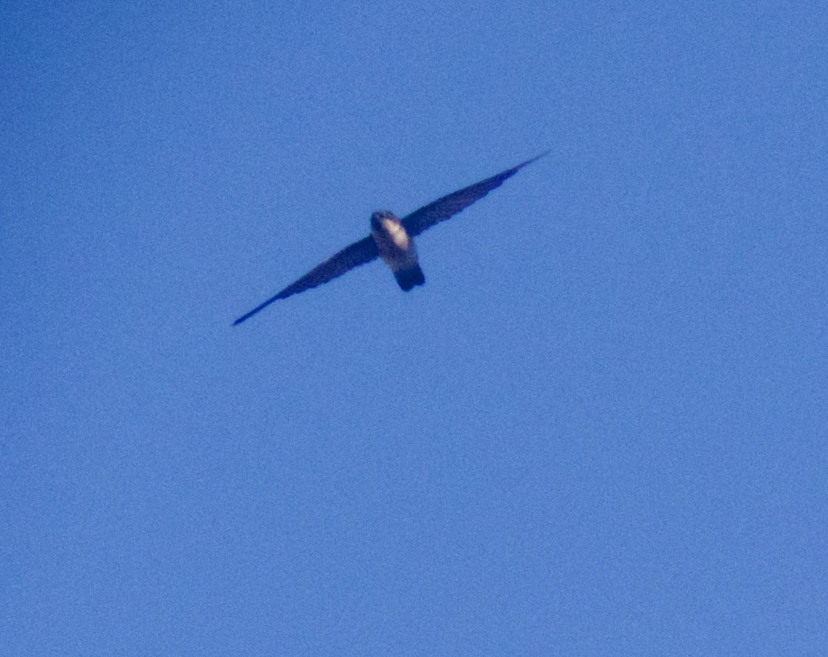 White-rumped Swiftlet - ML642774110