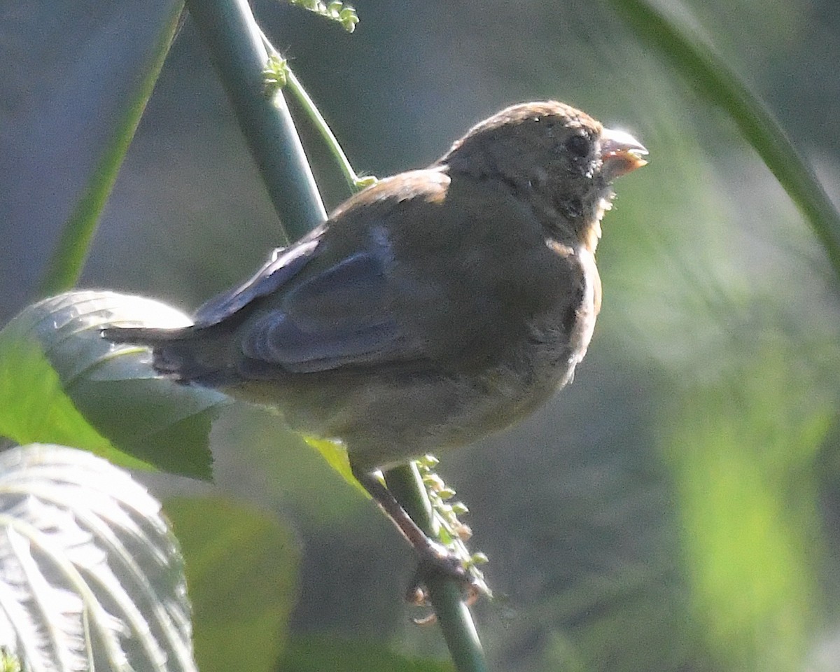 Painted Bunting - ML642774113