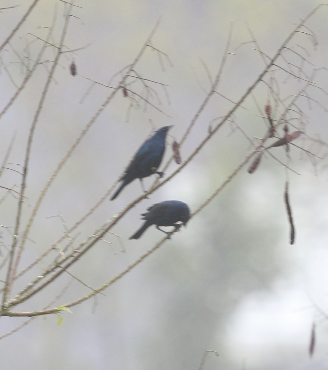 Shiny Cowbird - ML642774117