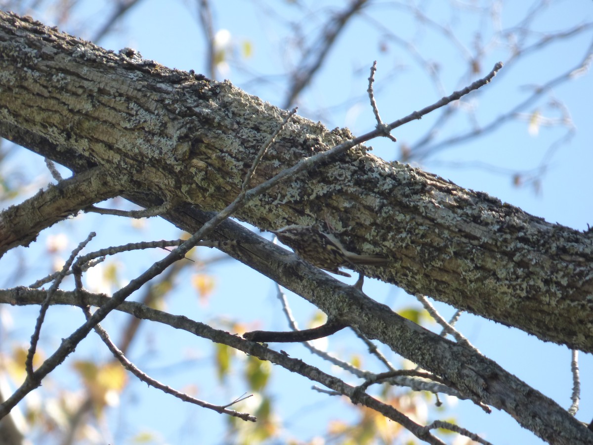 šoupálek americký - ML642774144