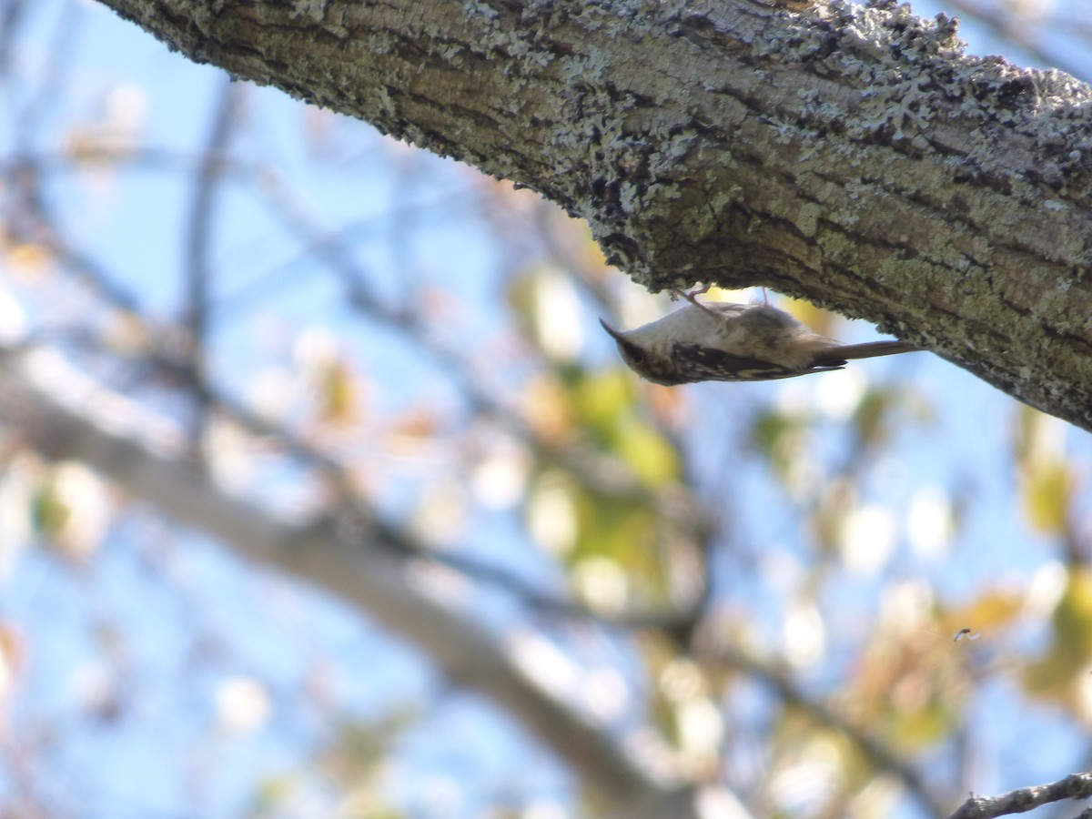 šoupálek americký - ML642774145