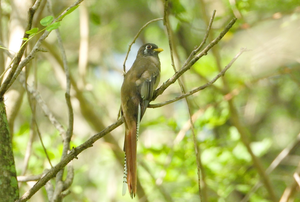 Elegant Trogon - ML642774146