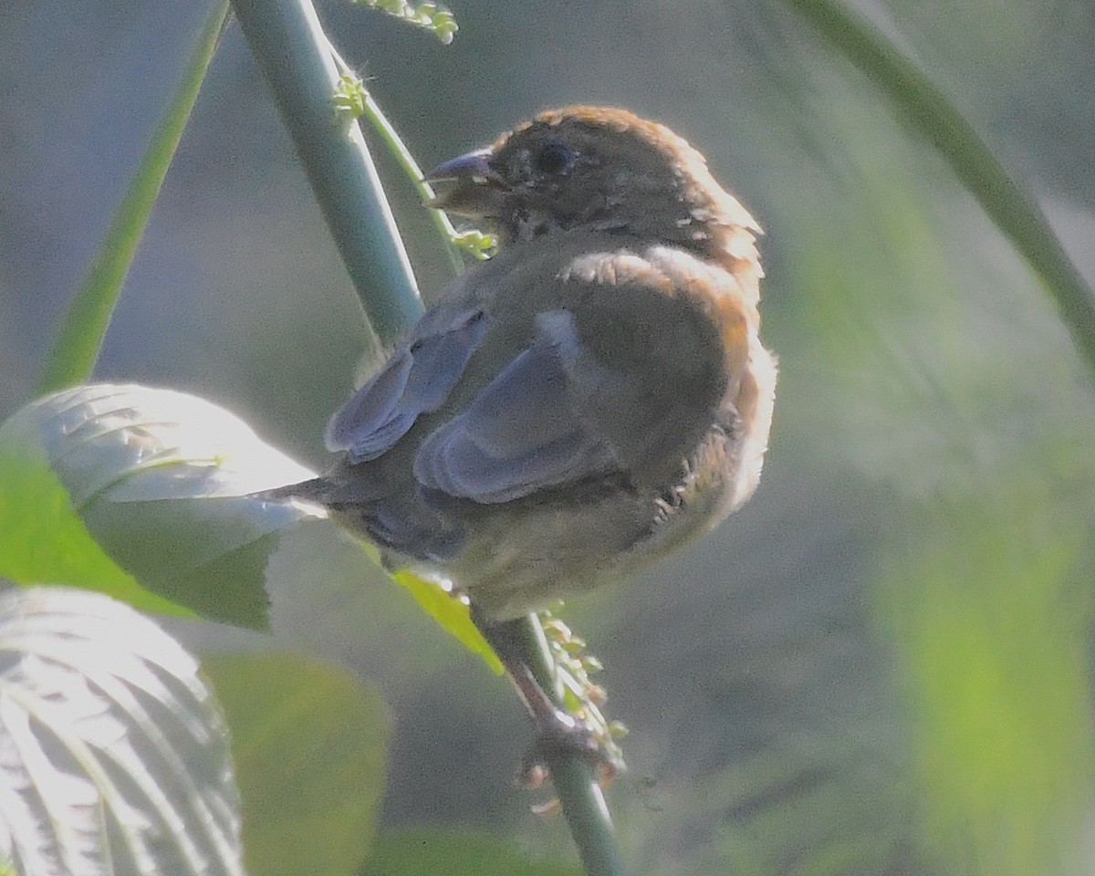 Painted Bunting - ML642774151