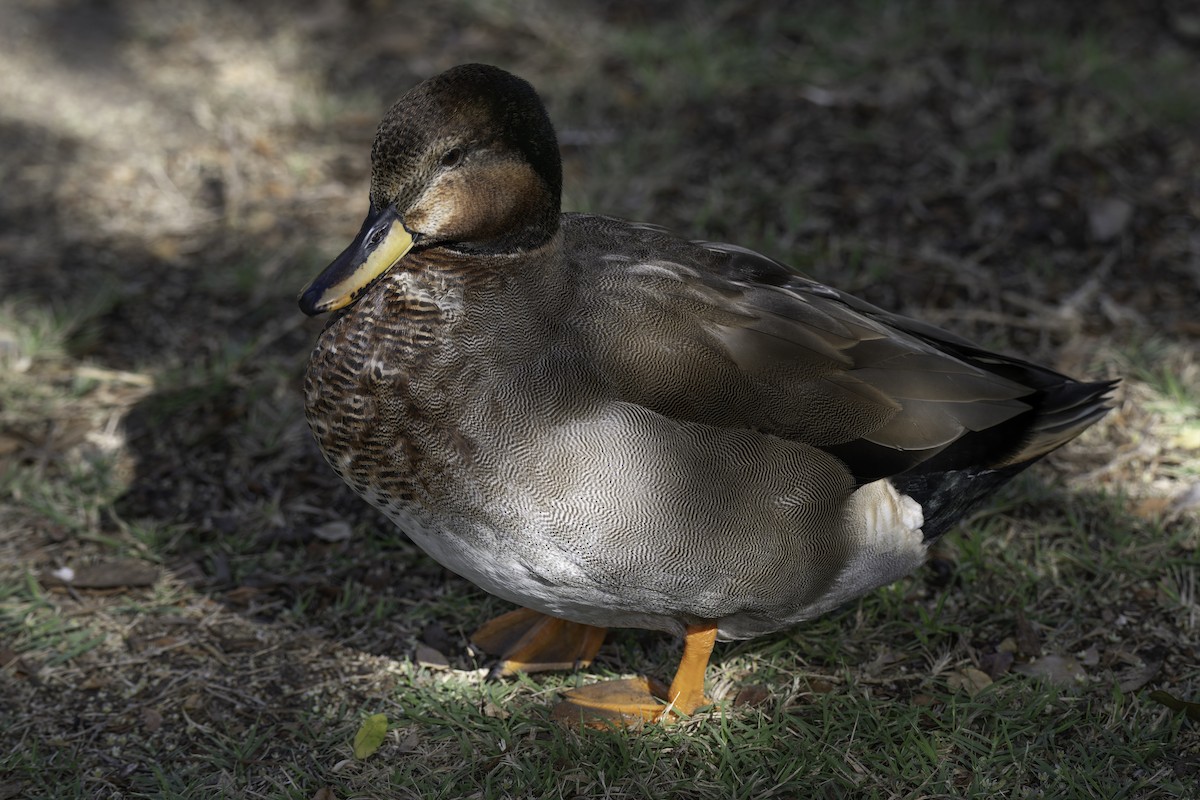 Gadwall x Mallard (hybrid) - ML642774154