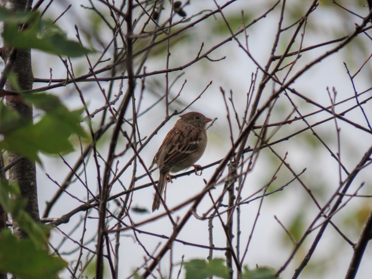 Field Sparrow - ML642774166