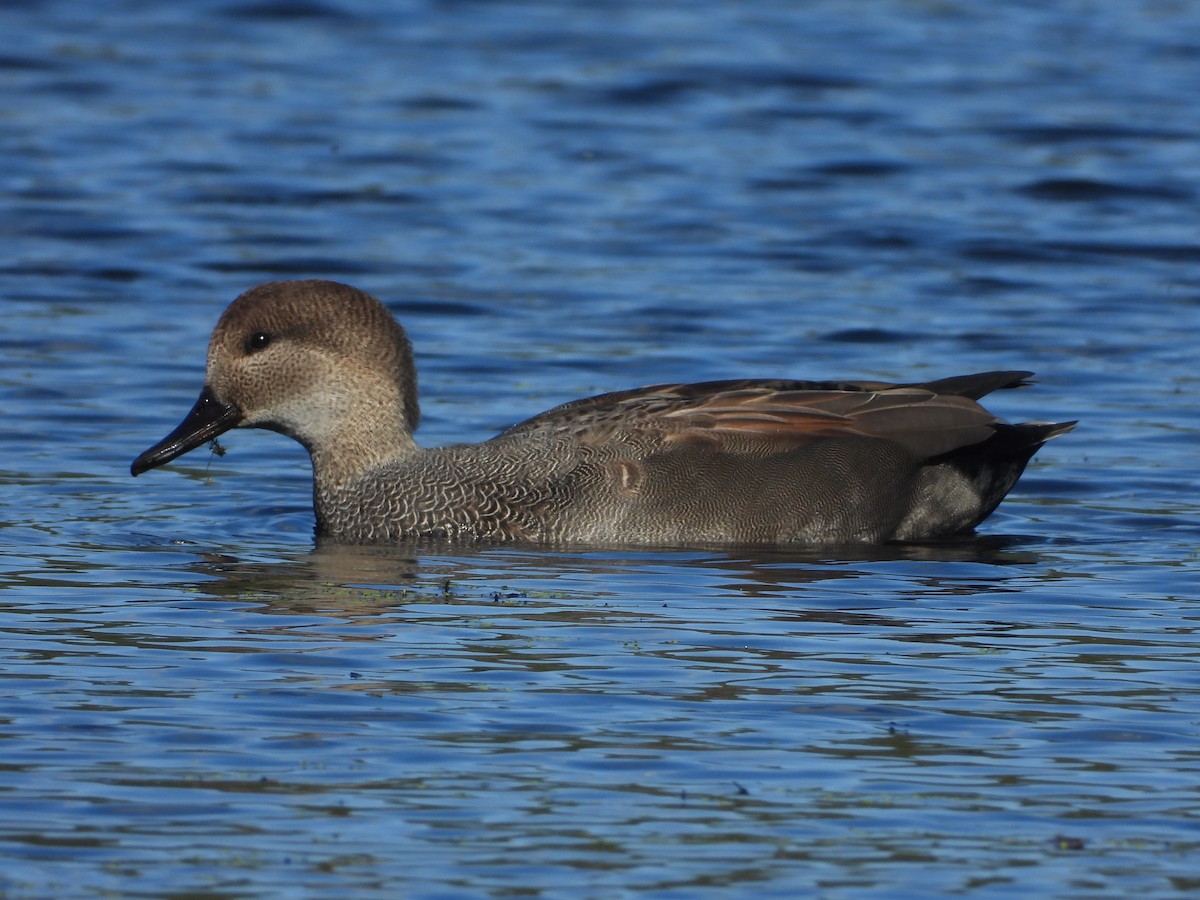 Бор нугас - ML642774184