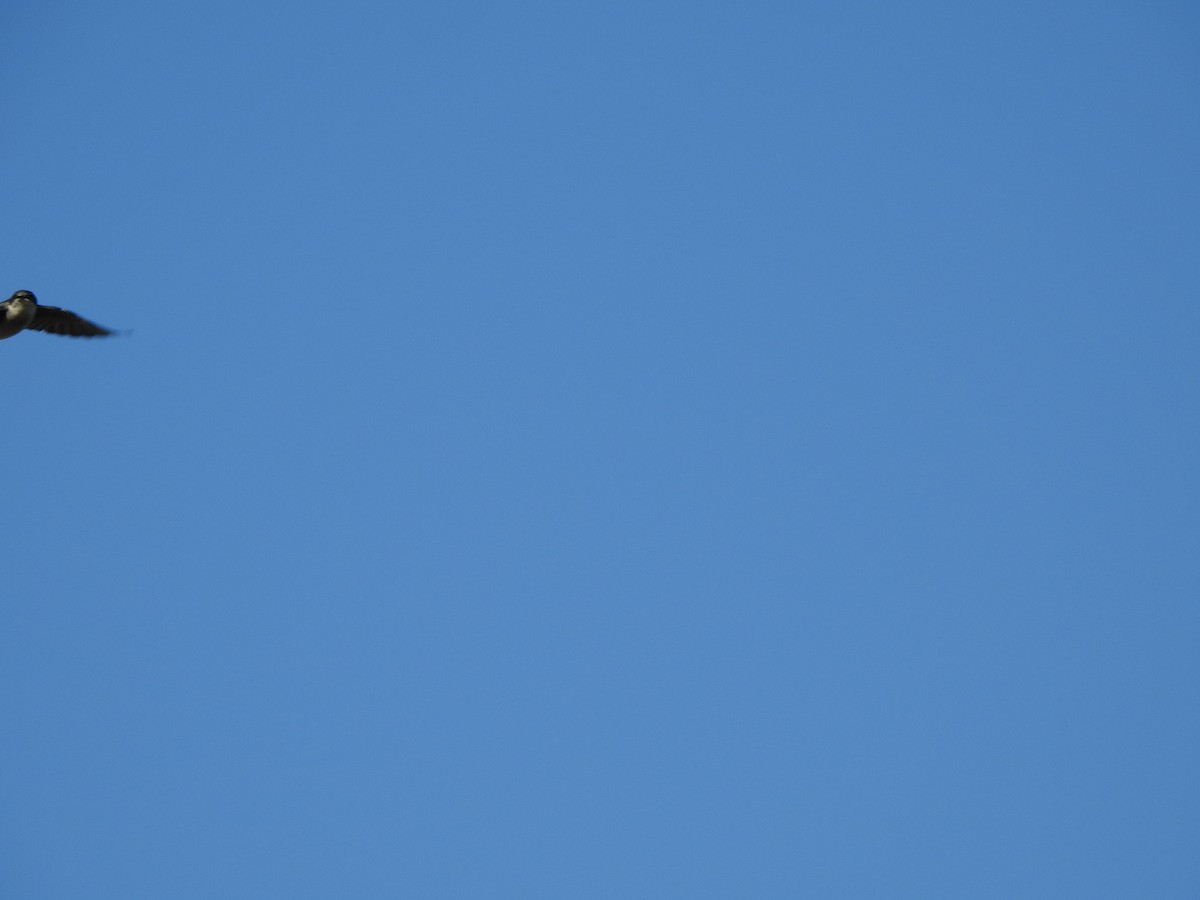 Tree Swallow - ML642774202