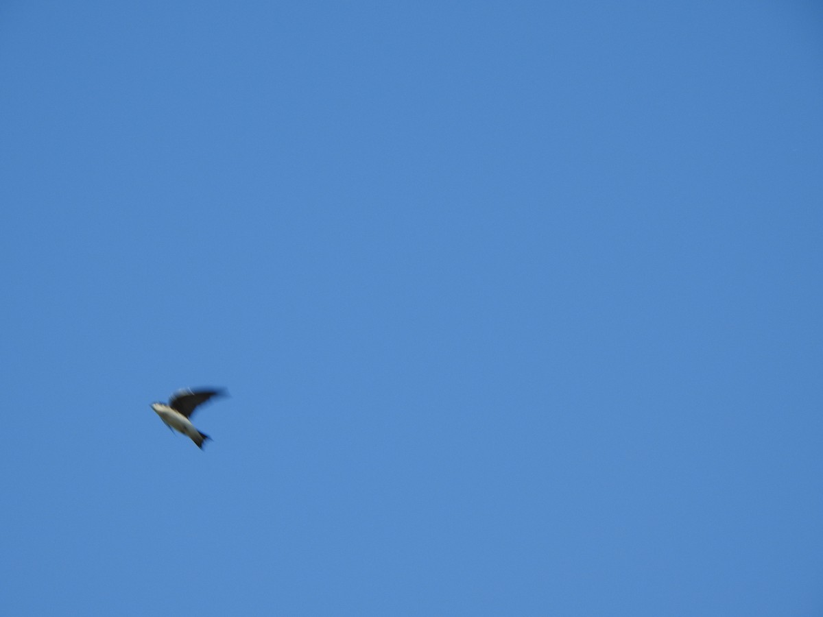 Tree Swallow - ML642774203