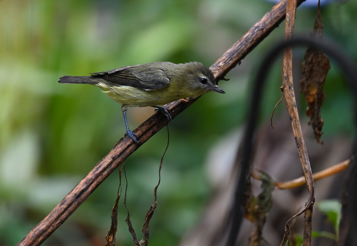 Philadelphia Vireo - ML642774242