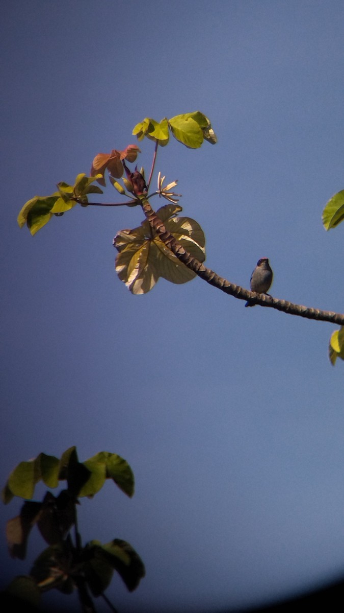 Scrub Tanager - ML642774271
