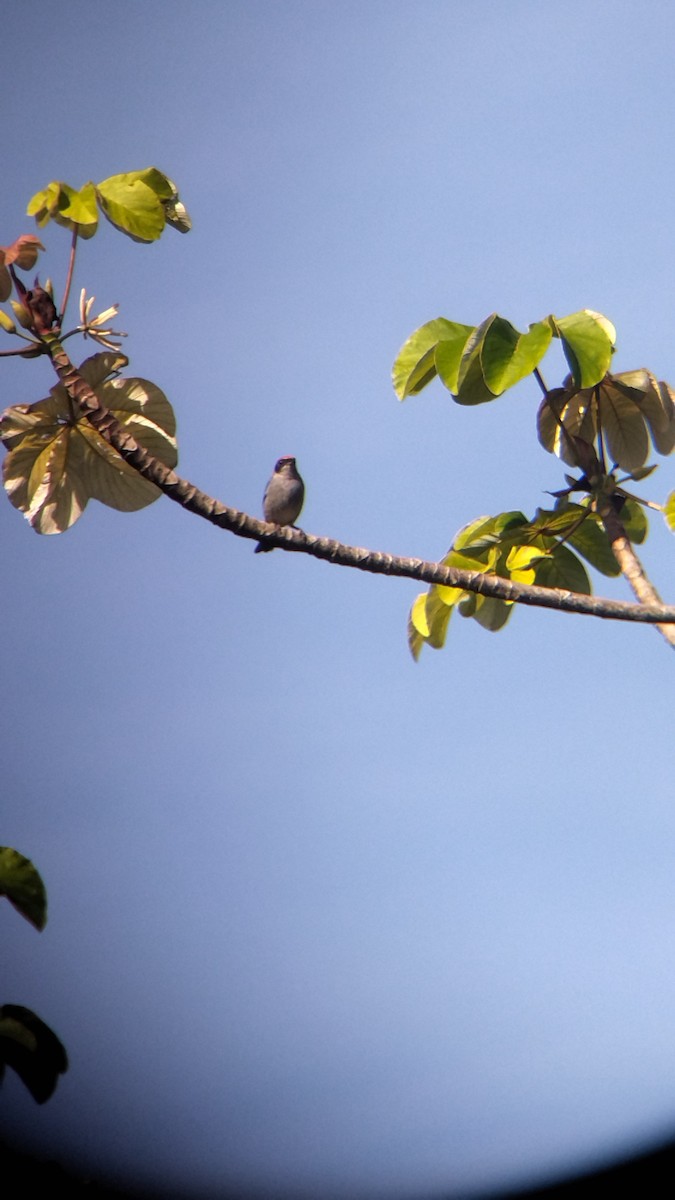 Scrub Tanager - ML642774272