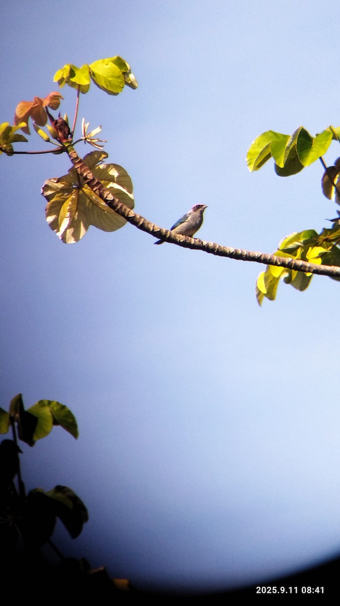 Scrub Tanager - ML642774275