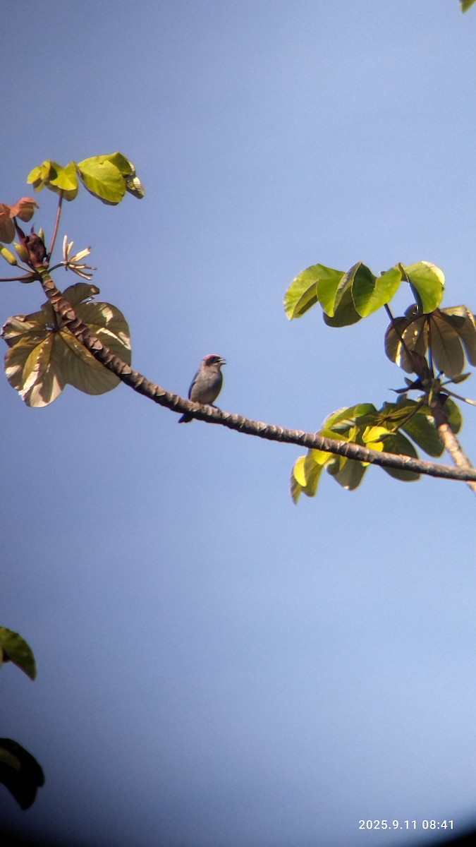 Scrub Tanager - ML642774276