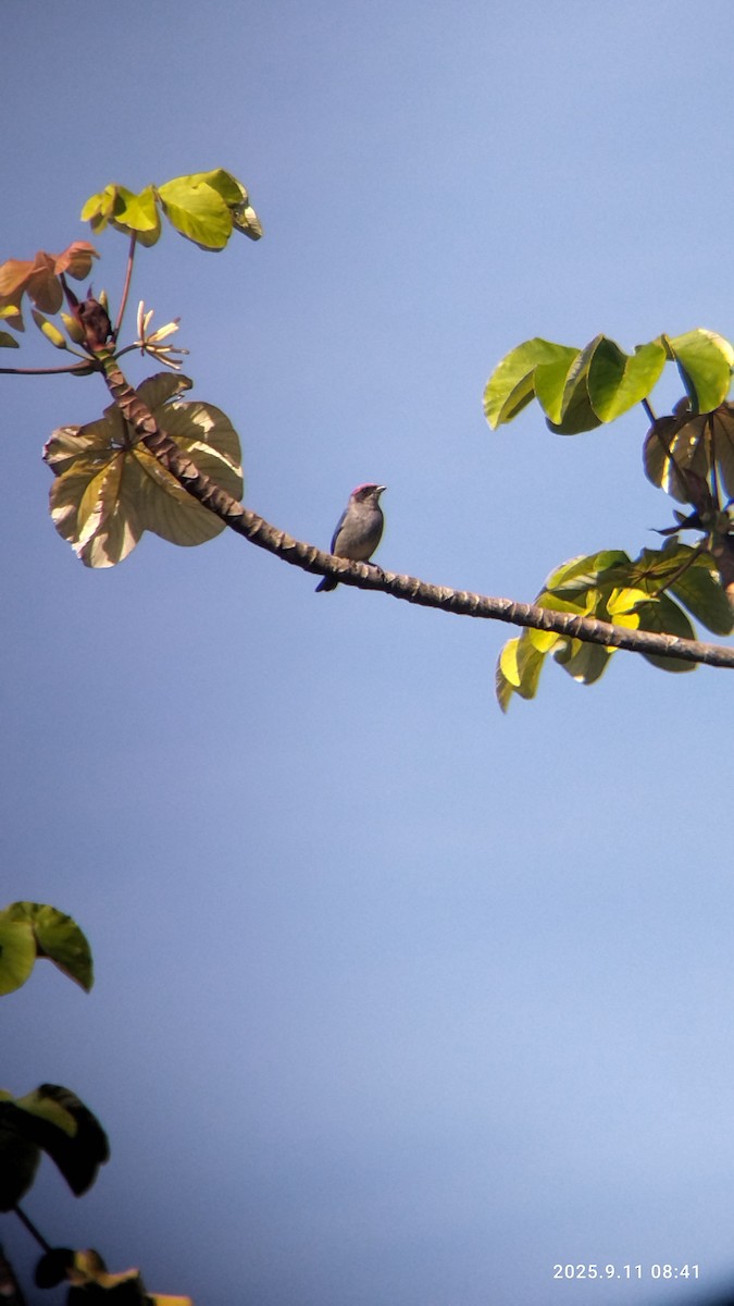 Scrub Tanager - ML642774277