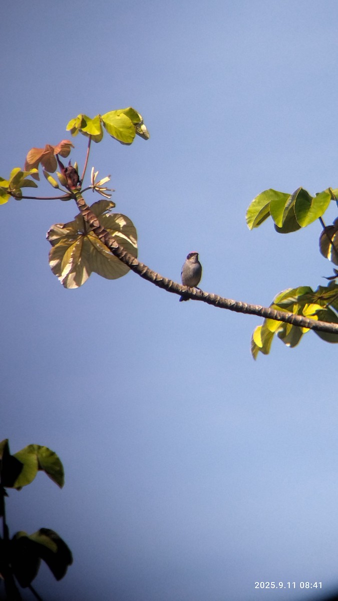 Scrub Tanager - ML642774279