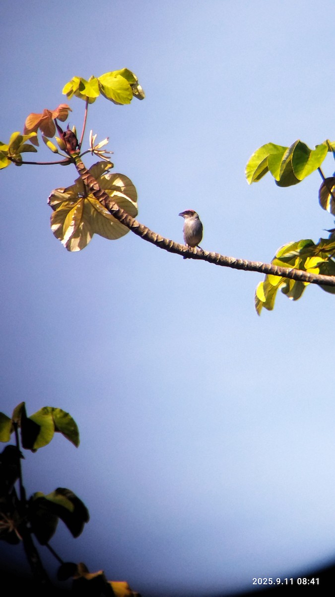 Scrub Tanager - ML642774280