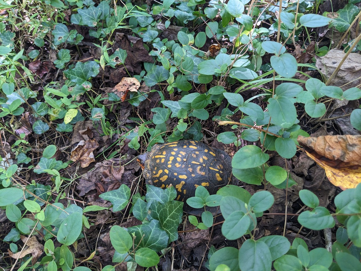 Box Turtles - ML642774281