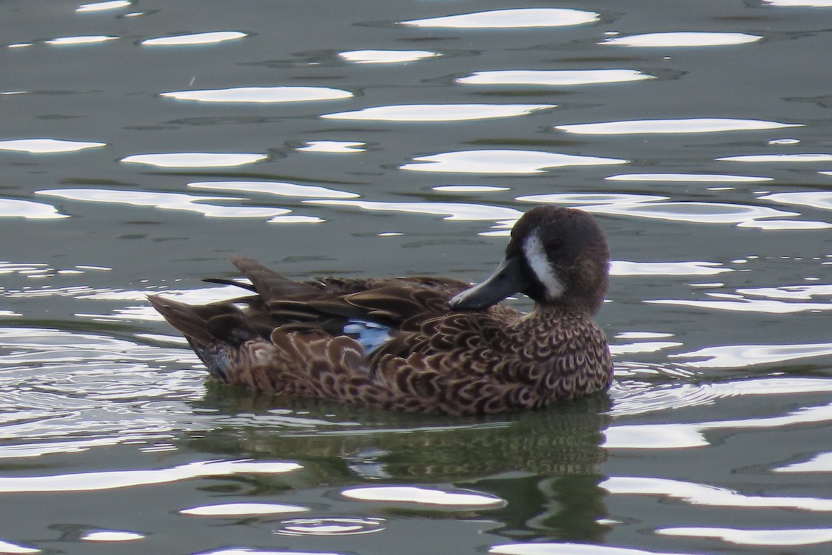Blue-winged Teal - ML642774294